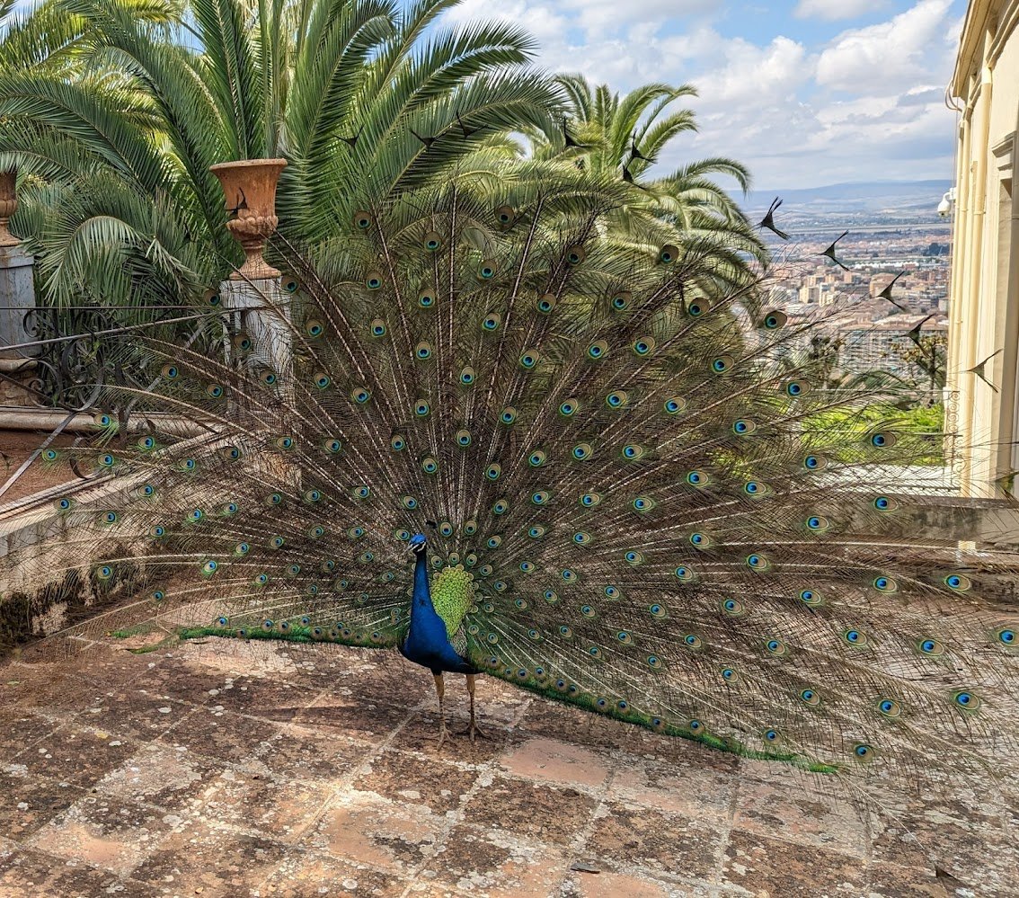 Traditional Granada location